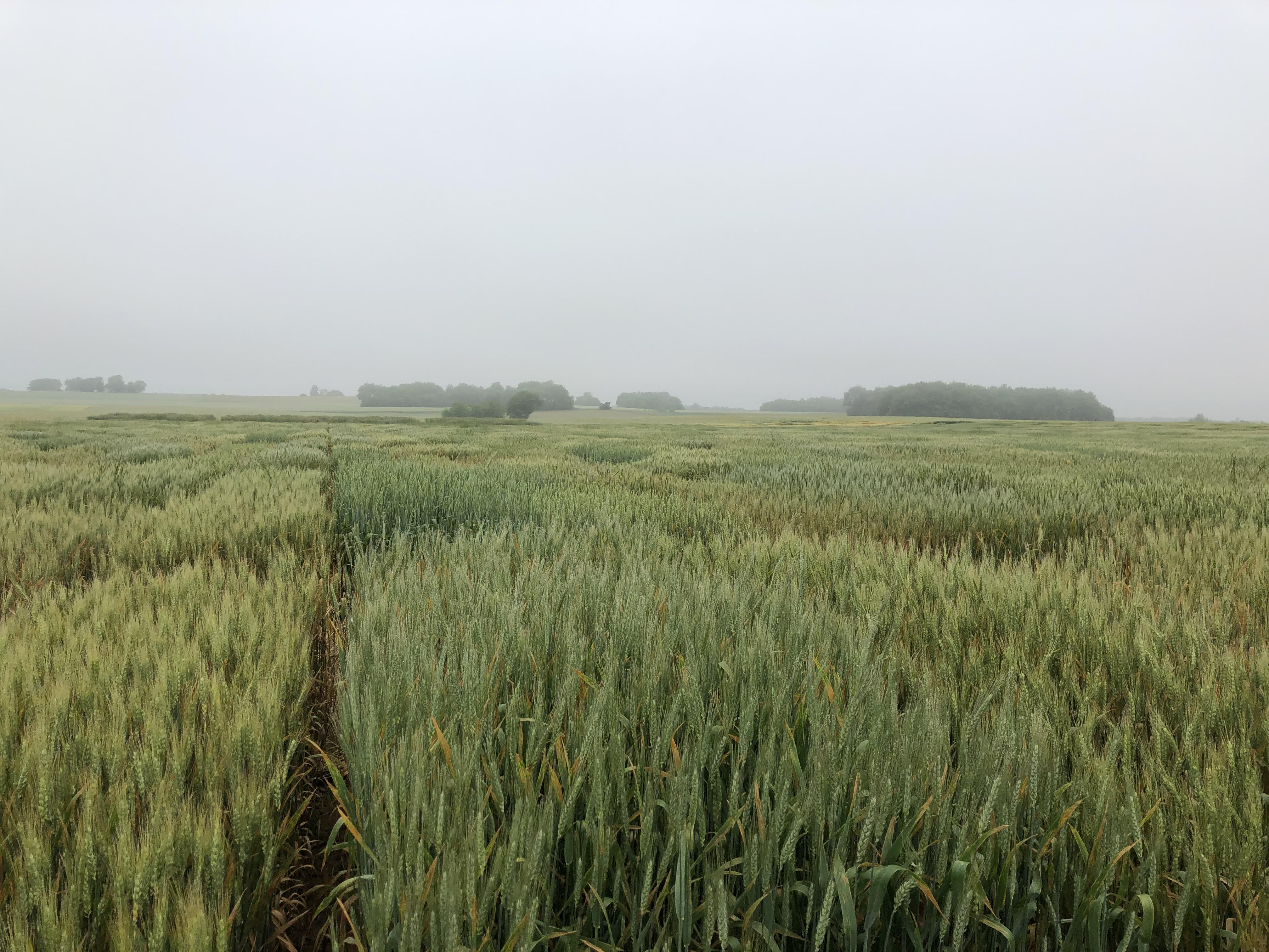 Wheat plots on a foggy morning - Schochoh